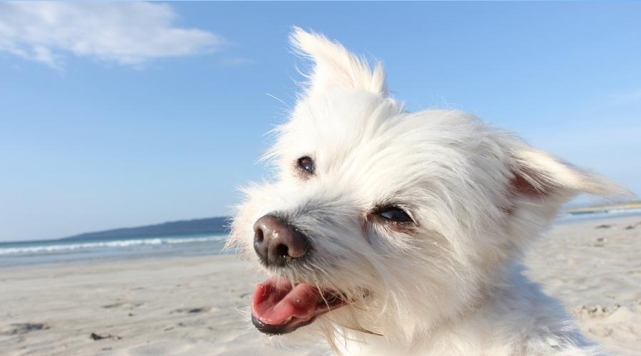 Comitas Hotels Comitas Hotels